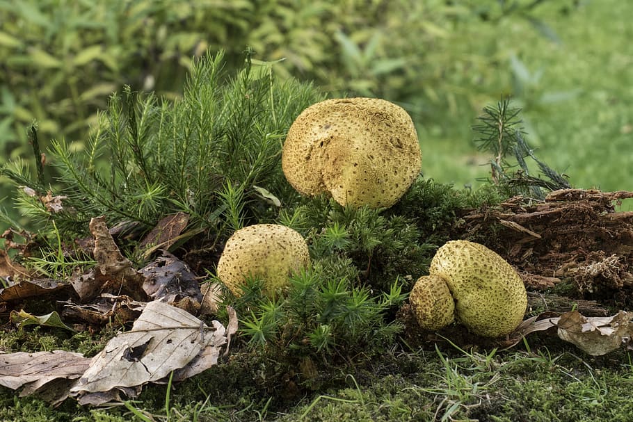 mushroom, citrinum, bovist, thick rac like, forest, tree fungus, scleroderma tales, toxic, autumn, plant
