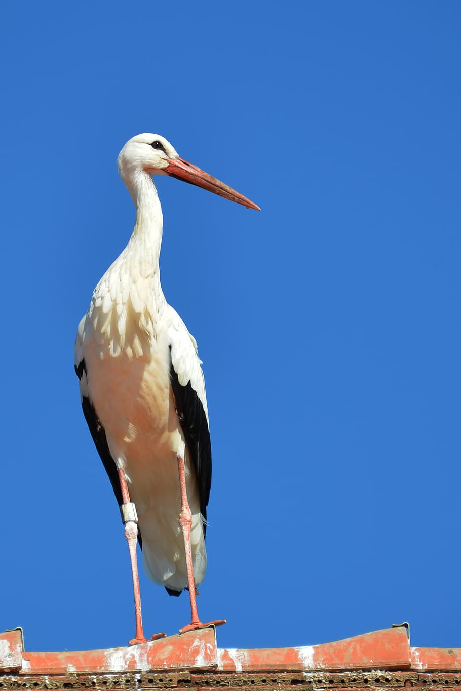 stork, roof, pride, adebar, brick, roofing, bird, rattle stork, white stork, storks