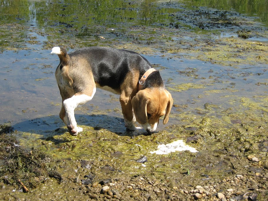 beagle, perro, agua, cobre, husmeando, búsqueda, cachorro, pequeño, sabuesos, lindo
