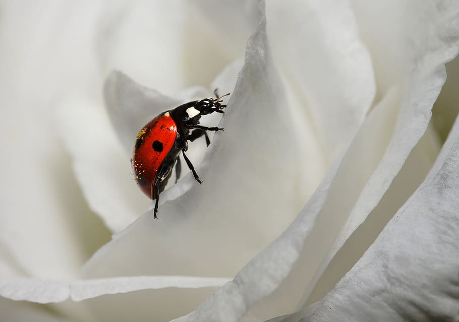 ladybug, white, blossom, bloom, red, insect, beetle, nature, flower, spring