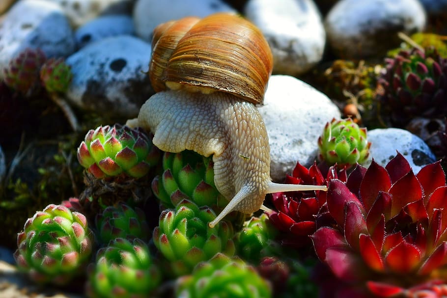 snail, wirbellos, mollusk, shell, close up, useful, animal wildlife, animal, animals in the wild, close-up