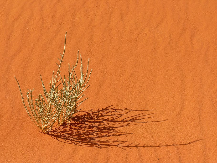 green, leaf plant, brown, sand, green leaf, plant, wadi rum, negev, negev desert, jordan
