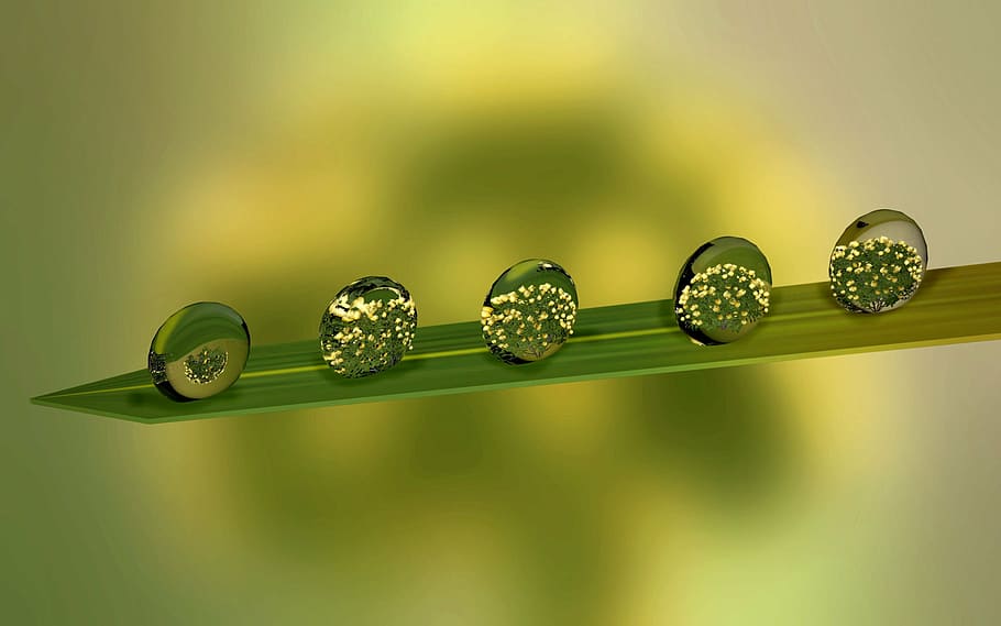 fotografia de tiro macro, gota de água, folha, gotejamento, verde, folhas, orvalho, molhado, gotas de orvalho, planta verde
