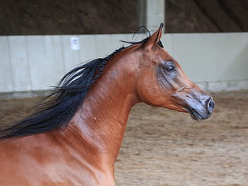 arabs-horse-stallion-thoroughbred-arabian-royalty-free-thumbnail.jpg