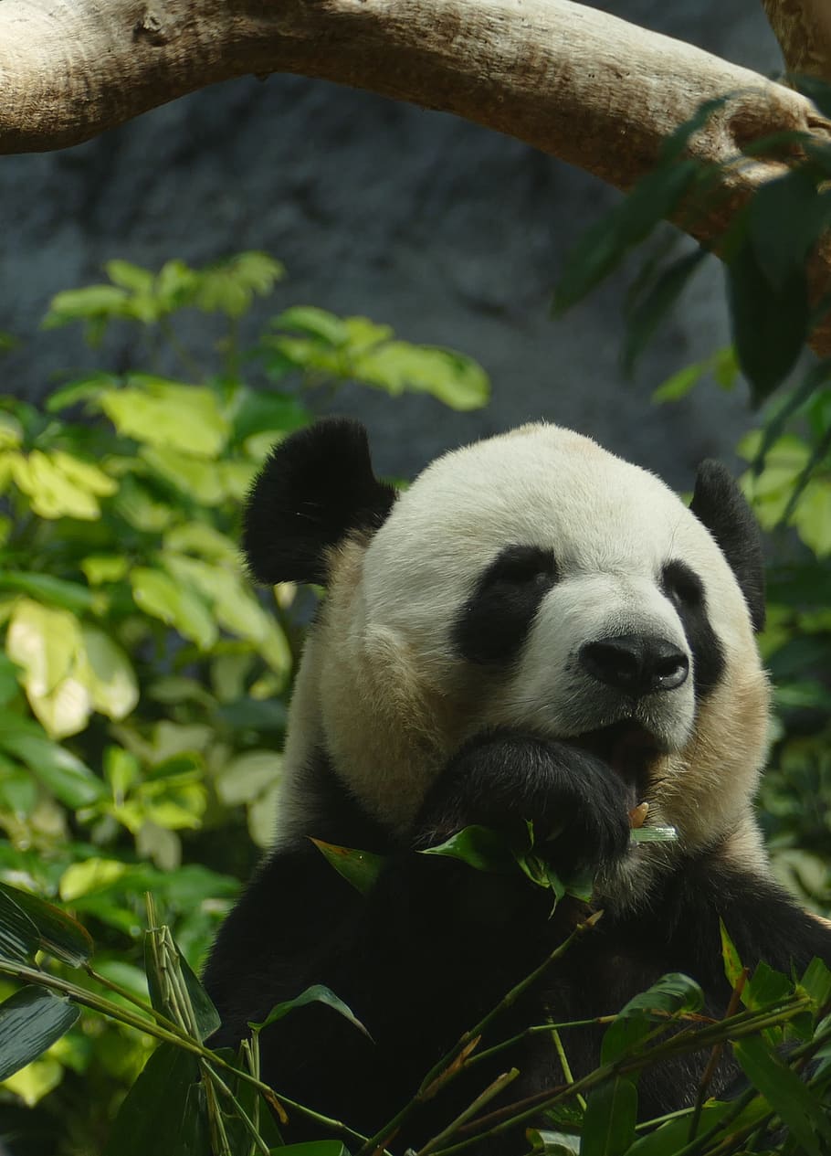 panda, bear, head drawing, mammal, black and white, panda bear, bamboo, china, cute, zoo