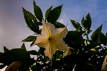 Fotos flor de trompeta blanca libres de regalías | Pxfuel