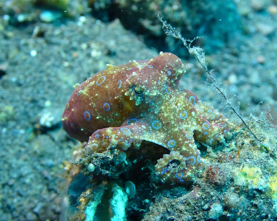 underwater, photography, octopus, Bali, Tulamben, Indonesia, blue-ringed octopus, marine, diving, scuba