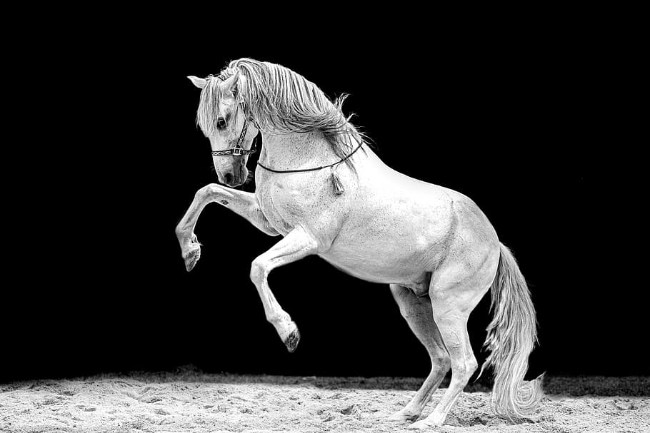 horse, horseback riding, black and white, horses, animals, nature, equine, mane, animal, dom