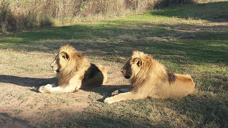 leones, sudáfrica, fauna, áfrica, naturaleza, sur, mamífero, temas de  animales, animal, fauna silvestre animal | Pxfuel