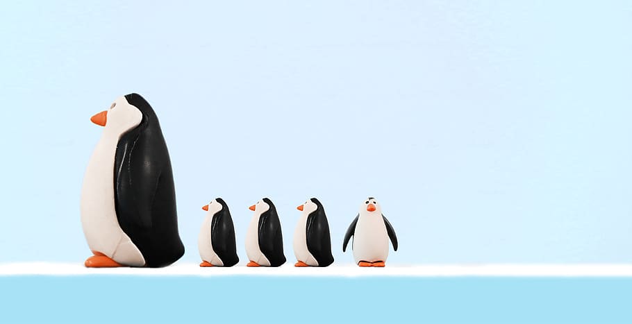 familia, pingüino, pájaro, pingüinos, vida silvestre, hielo, al aire libre, naturaleza, emperador, nieve