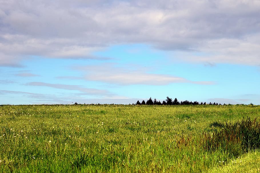 Background, Meadow, Grass, Nature, Green, meadow, grass, landscape, sky, clouds, horizon