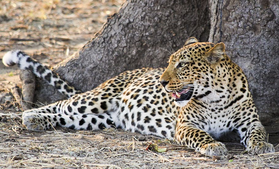 brown, white, cheetah, sitting, leopard, africa, animal, wild, safari, nature