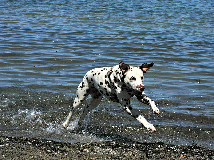 adult, black, white, dalmatian, running, seashore, dog, canine, spotted, spots