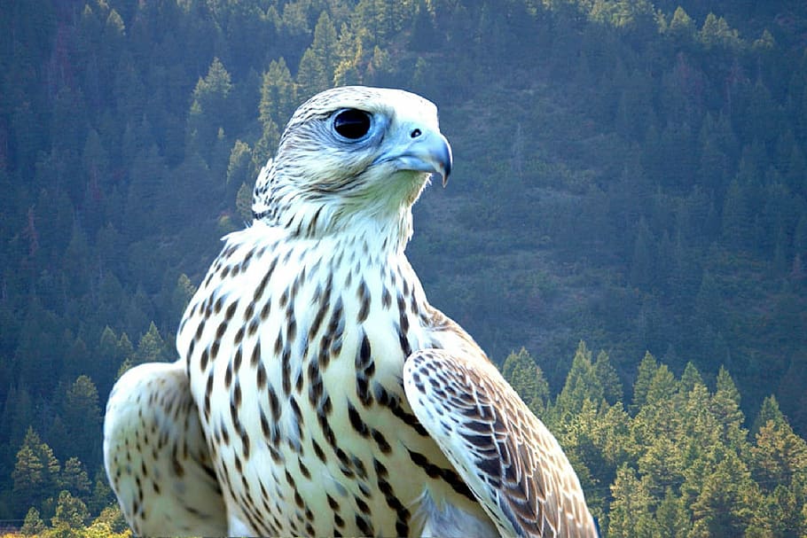 close, white, black, eagle, falcon, gyrfalcon, bird, raptor, beak, head