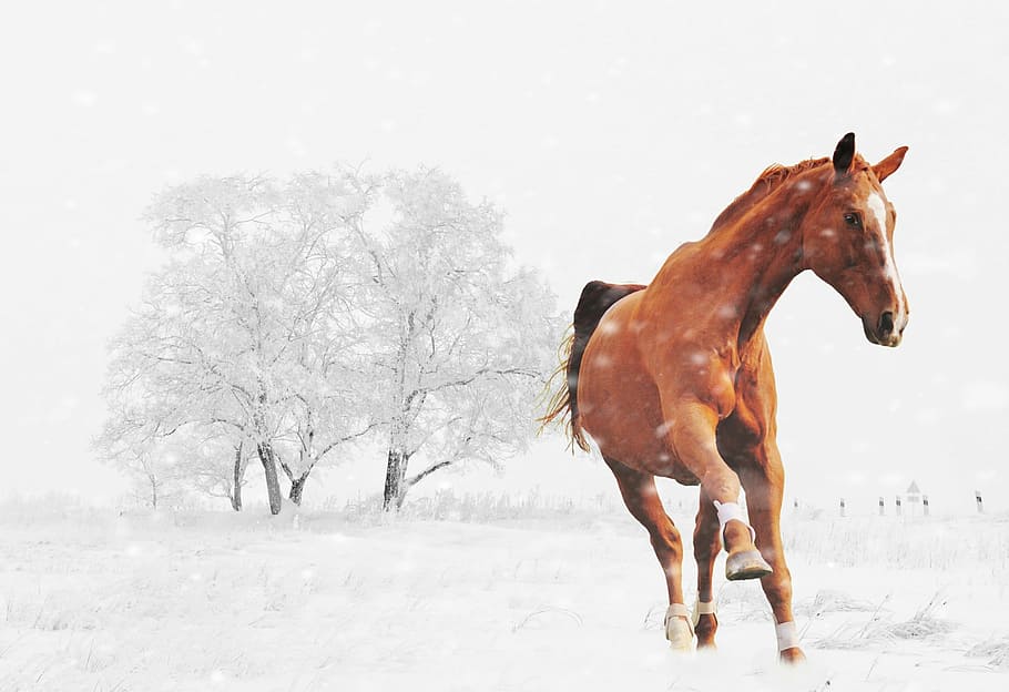 galopando, cavalo, ilustração de neve, inverno, jogar, neve, animal, natureza, paisagem de neve, invernal