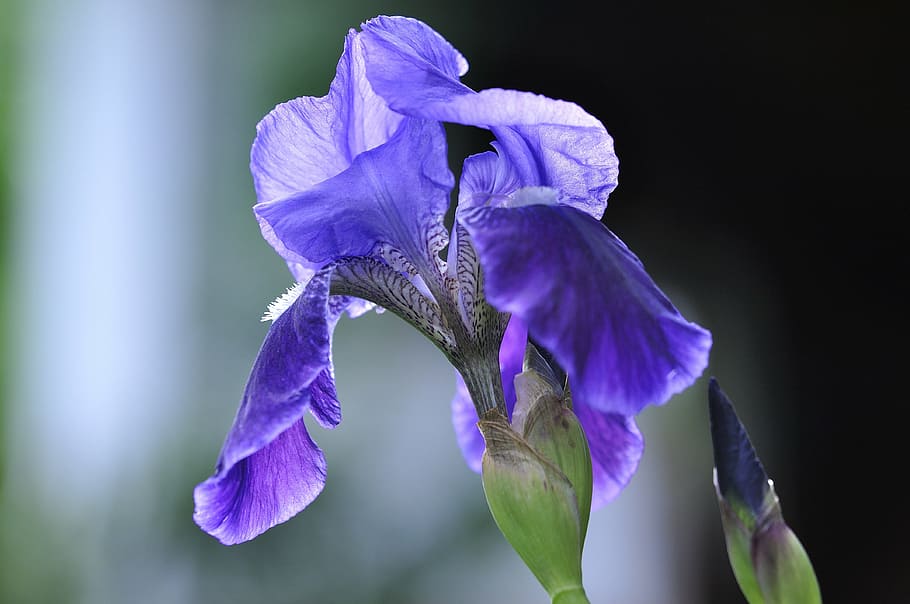 flor morada, iris, azul, planta, flor, planta silvestre, flor silvestre,  floración, cerrar, planta floreciendo | Pxfuel