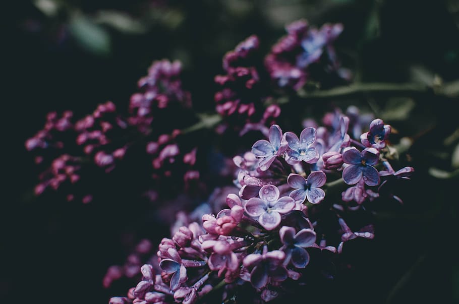 superficial, fotografía de enfoque, púrpura, flores, naturaleza, plantas, floración, jardín, desenfoque, planta floreciendo