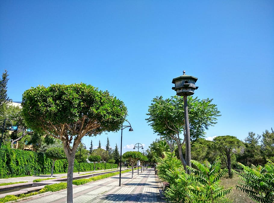 Manavgat, Hotel, Complex, Road, Aviary, hotel complex, trees, tree, blue, clear sky