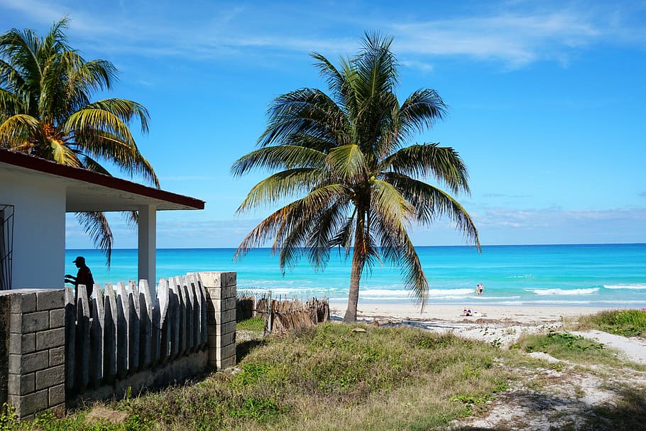 coconut tree, seashore, white, house, cuba, varadero, beach, caribbean, palm trees, sea