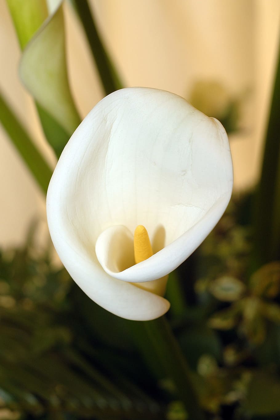 cala lily, lily, bunga, bunga putih, putih, alam, tanaman, close-up, kerentanan, kesegaran