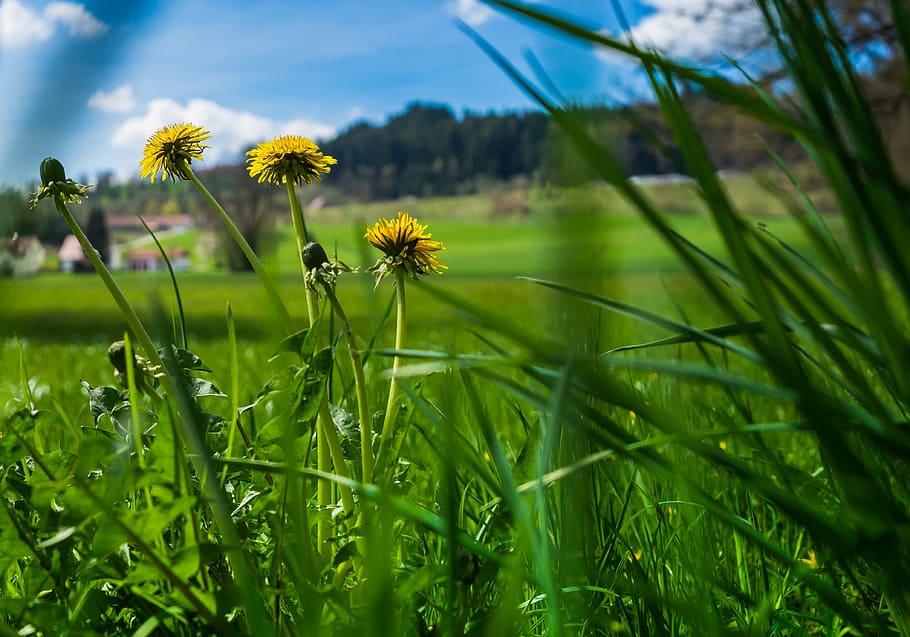 summer, flower, grass, background, screen background, desktop background, nature, summer flower, summer plant, dandelion