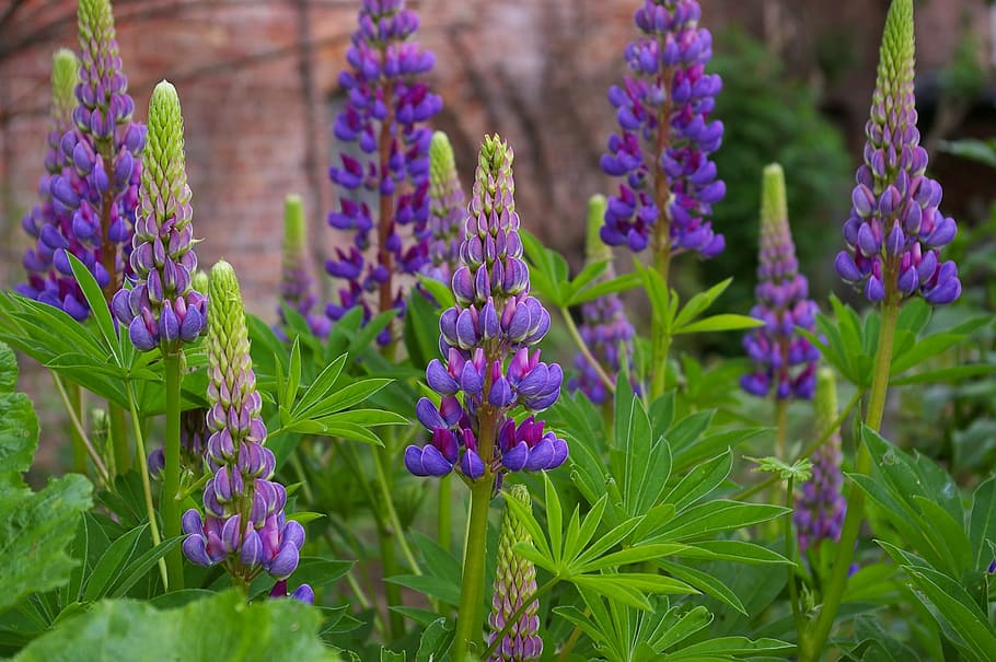 selective, focus photo, lupine flowers, Lupins, Plant, Violet, Purple, Blossom, bloom, flower