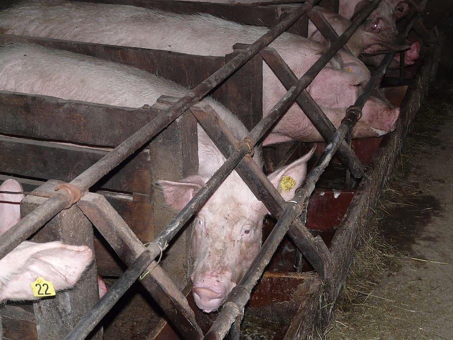 pig, sow, pigs, stall, box, steel grid, animal, pet, livestock, pink