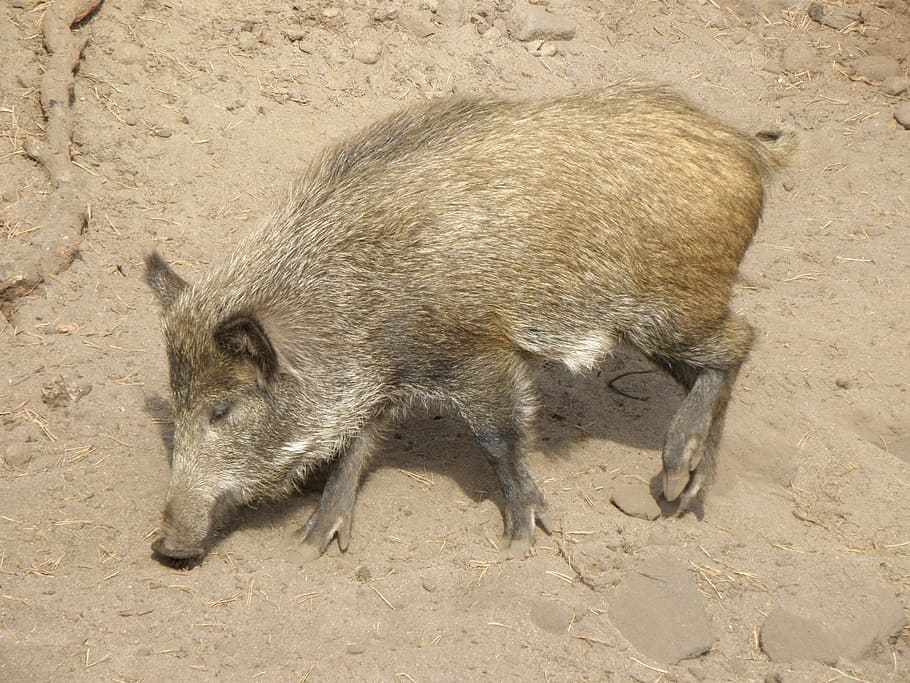 Hog Wild, Wild Boar, Sow, the boar, pig, animal, mammal, domestic Pig, nature, snout