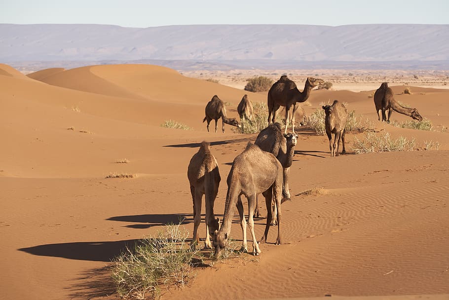 dromedary, sahara, desert, africa, sand, camel, dunes, morocco, dry, wide