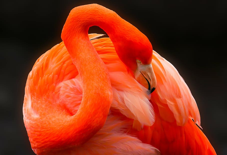 オレンジ色のフラミンゴ, 動物, 鳥, フラミンゴ, 羽毛, 赤, ビル, ケア, ピンク色のフラミンゴ, 首