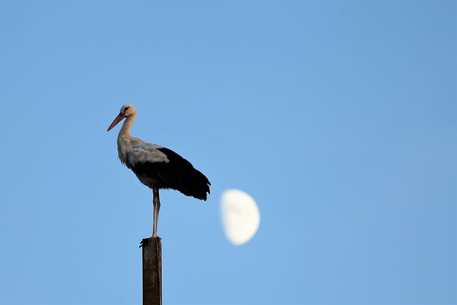 stork, bird, animal, half moon, standing, wildlife, evening, summer, nature, outdoor