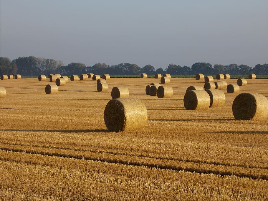 hay, harvest, field, straw, rural, stubble, yellow, bale, land, plant