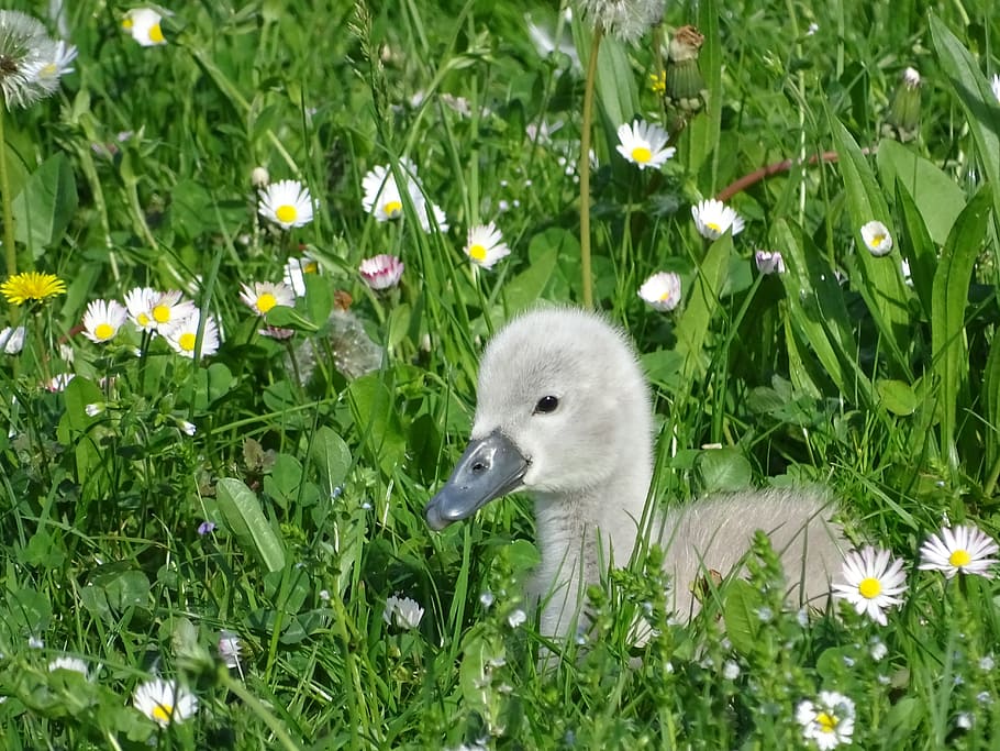 Swan, Duckling, Ugly, Pride, young, grey, daisies, grass, small, child