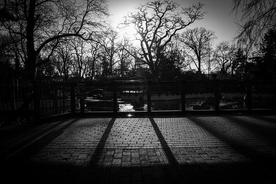 foto em escala de cinza, vazio, parque, escala de cinza, fotografia, árvores, perto, corpo, água, cerca