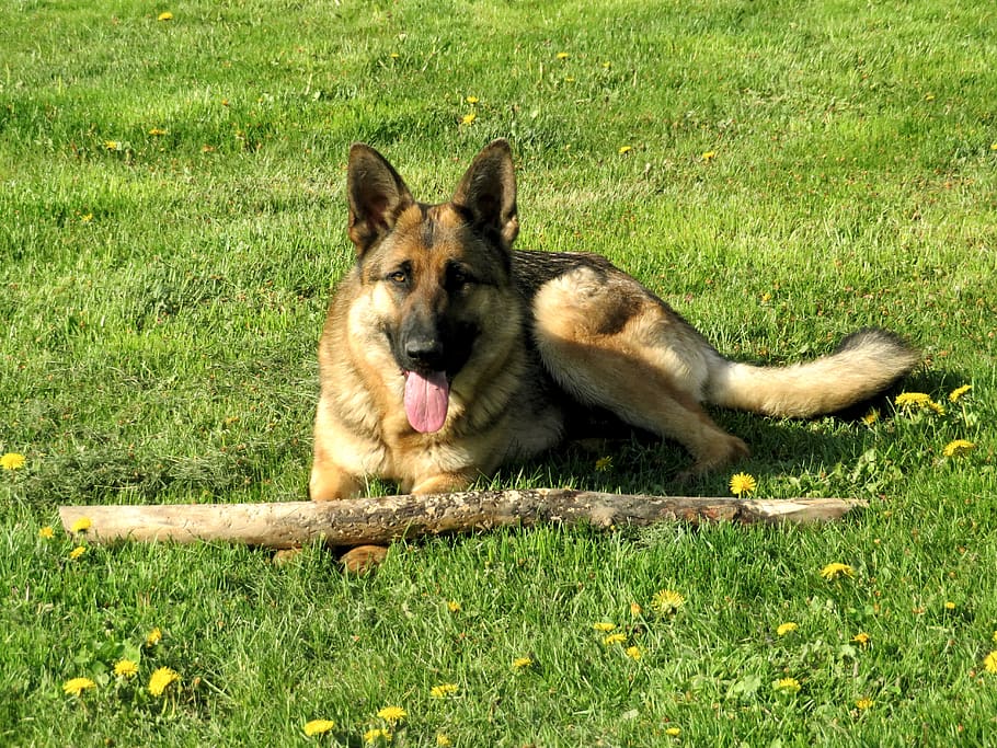 dog, german shepherd, tongue, canine, pet, meadow, animal, doggy, domestic, fetch