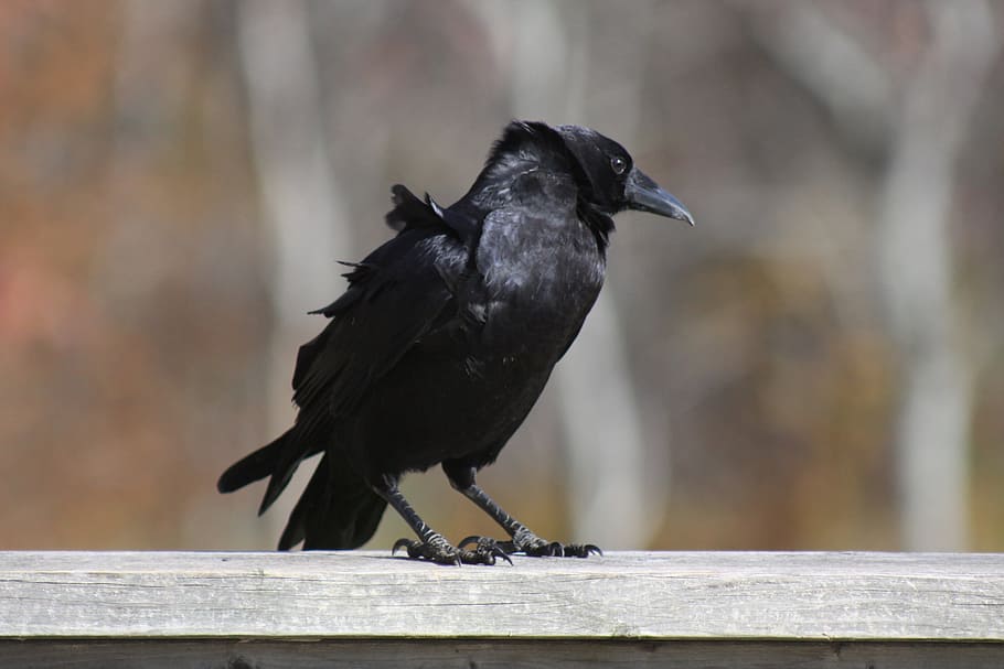 crow, standing, railing, bird, one animal, animal wildlife, animals in the wild, vertebrate, black color, perching
