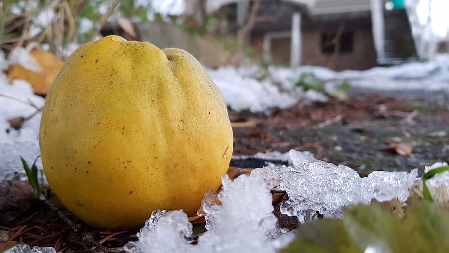 quince, winter, apple quince, fruit, apple, yellow, organic, natural, food and drink, focus on foreground