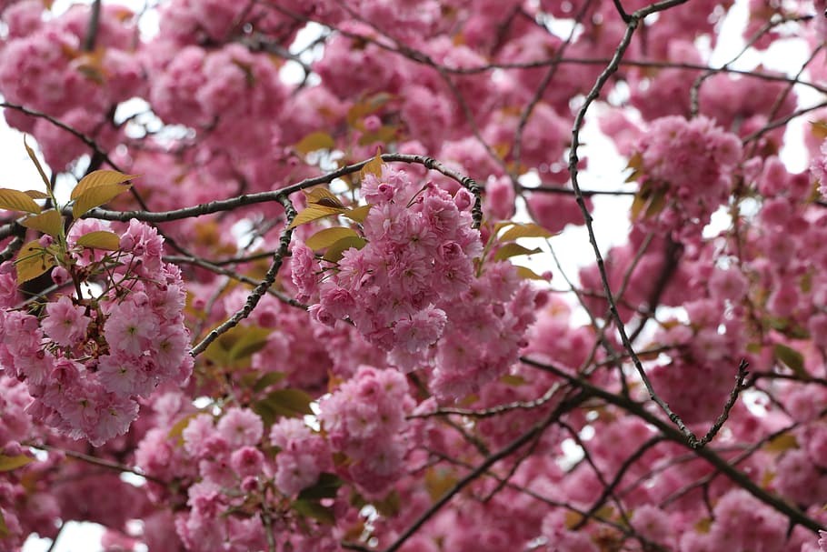 桜 ボン ピンク 春 花 旧市街 へアロード ピンク色 日本 木 Pxfuel