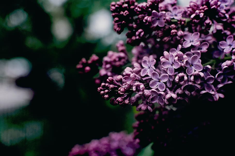 purple, flowers, blooming, daytime, nature, plants, green, bloom, flowering plant, flower