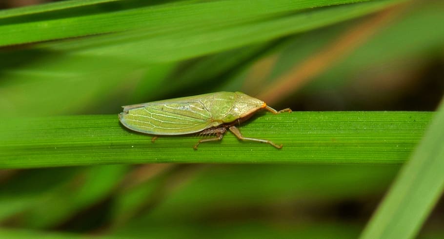 leaf hopper, insect, green insect, small insect, tiny, insectoid, grass, green, winged insect, flying insect