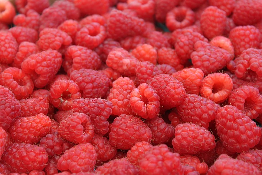 bundle of raspberries, raspberries, fruit, food, healthy, red, sweet, fresh, ingredient, tasty