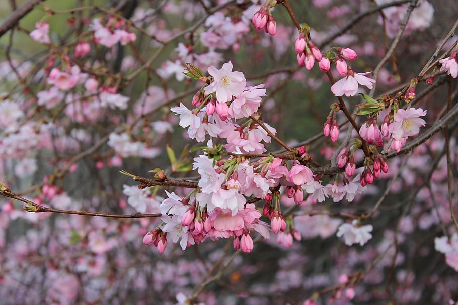 桜の木 花 日本 春 植物 春の花 木 花びら 桜 ロンドン Pxfuel