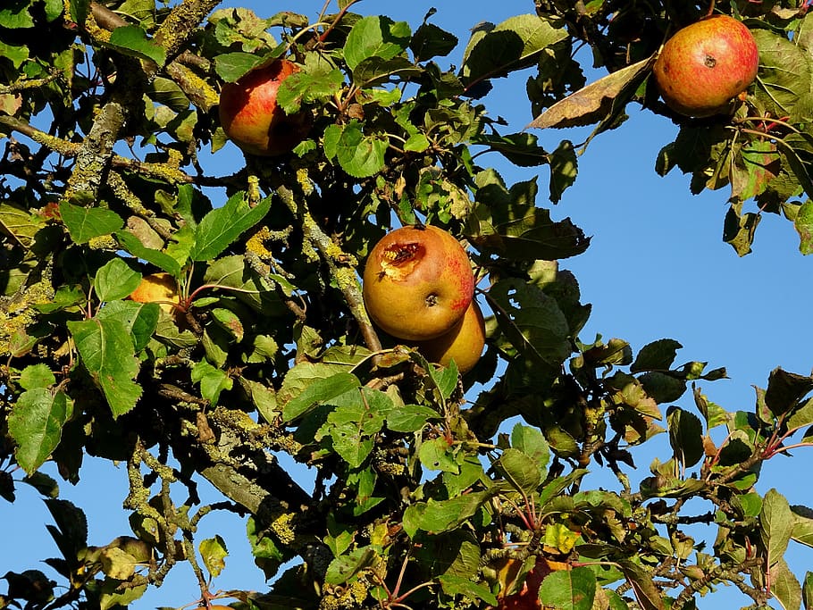 Яблоки под яблоней. Яблоня с яблоками. Васп яблоки. Фото яблони с яблоками. Фрукты на природе.