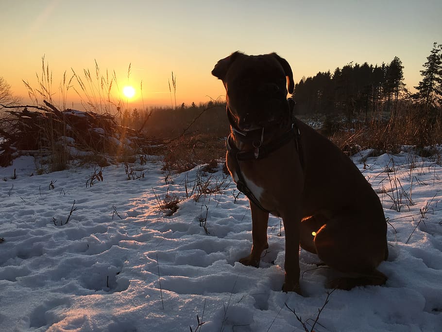 snow, sunset, wintry, cold, boxer, dog, winter sun, sun, landscape, frost