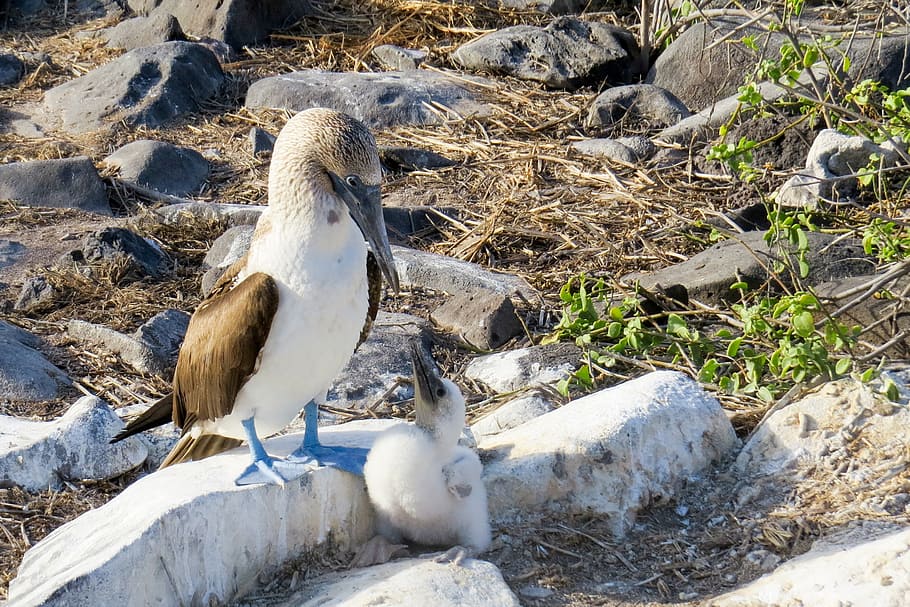 blue-footed booby, booby, bird, wildlife, galapagos, galapagos islands, animal themes, animals in the wild, animal, vertebrate