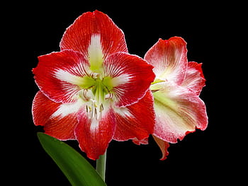 Fotos flor de amarilis libres de regalías | Pxfuel