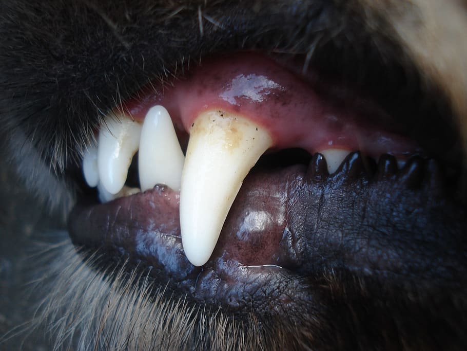 taring hewan, Anjing, Baring, Gigi, Fang, bagian tubuh hewan, satu hewan, kepala hewan, close-up, mulut terbuka