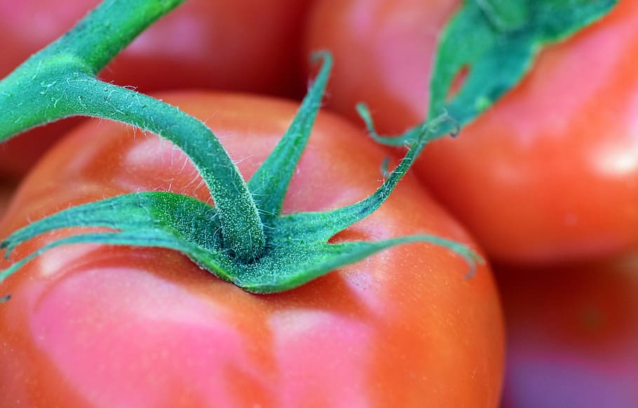 red tomatoes, Bush Tomato, Vegetables, Food, tomato, red, nachtschattengewächs, tomatenrispe, frisch, healthy