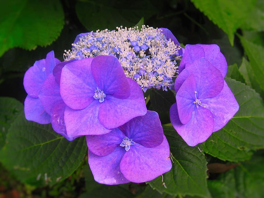 Hortensia, flores, ota kisan, azul, púrpura, rojo púrpura, rosa, lluvia, gota de agua, temporada de lluvias