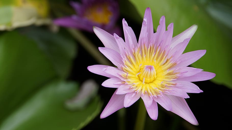 Lotus, Purple, Water, Bo, purple lotus, pink lotus, sa, water plants, violet, bua ban